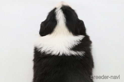 成約済の神奈川県のボーダーコリー-342033の5枚目